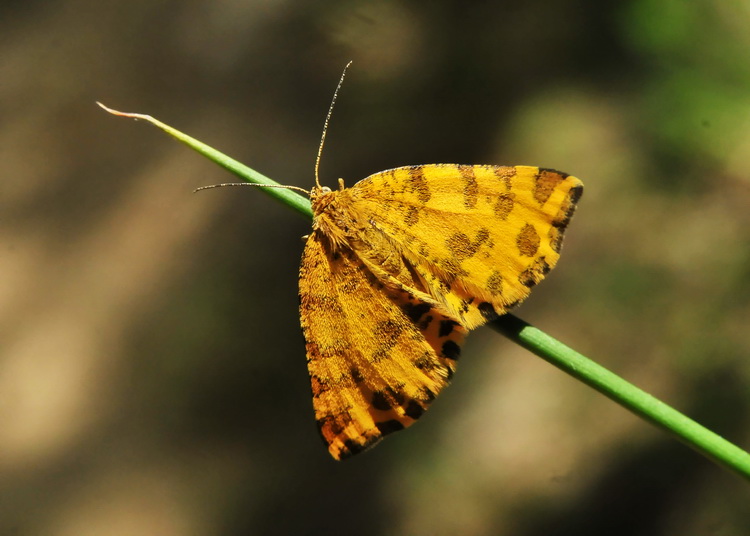 Una falena maculata - Pseudopanthera macularia